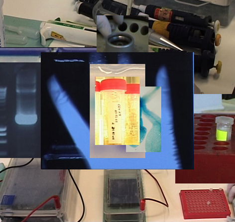 lab